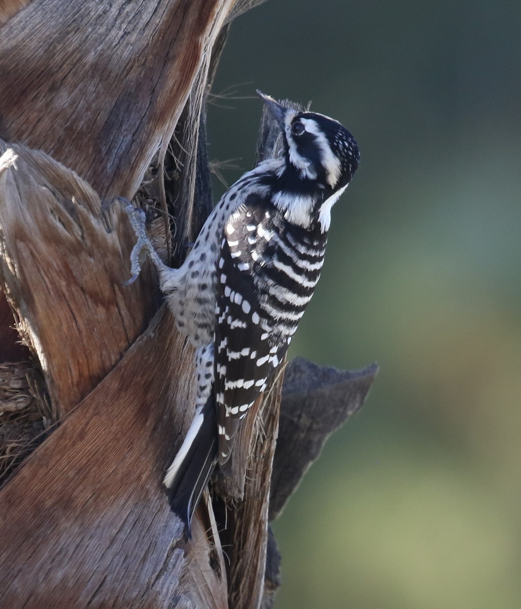 Калифорнийский дятел - ML646423465