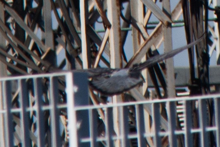 diurnal raptor sp. - ML646423467