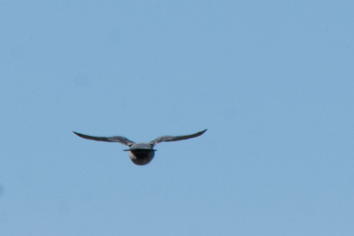 diurnal raptor sp. - ML646423468