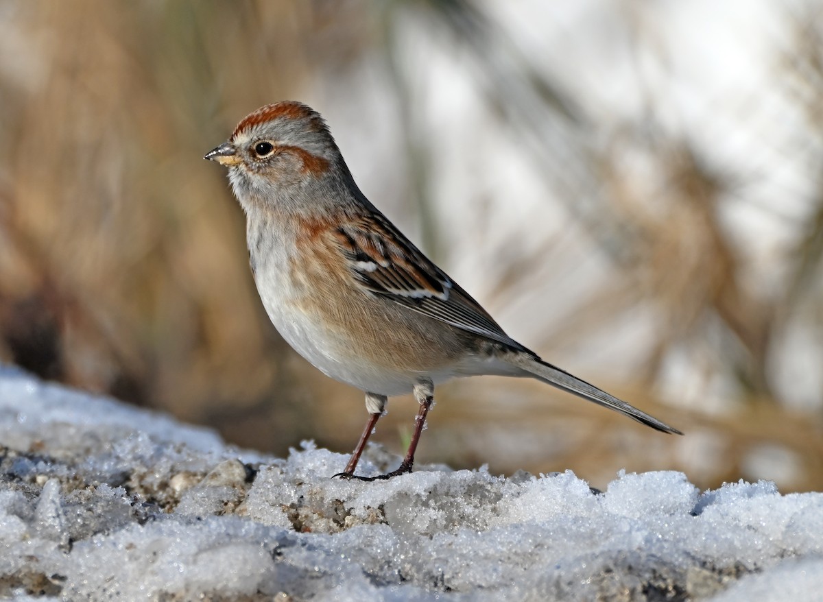 American Tree Sparrow - ML646423469
