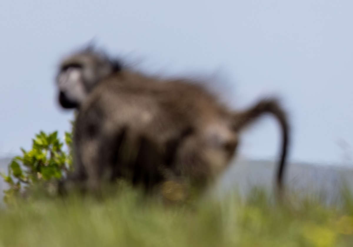 Chacma Baboon - ML646423474