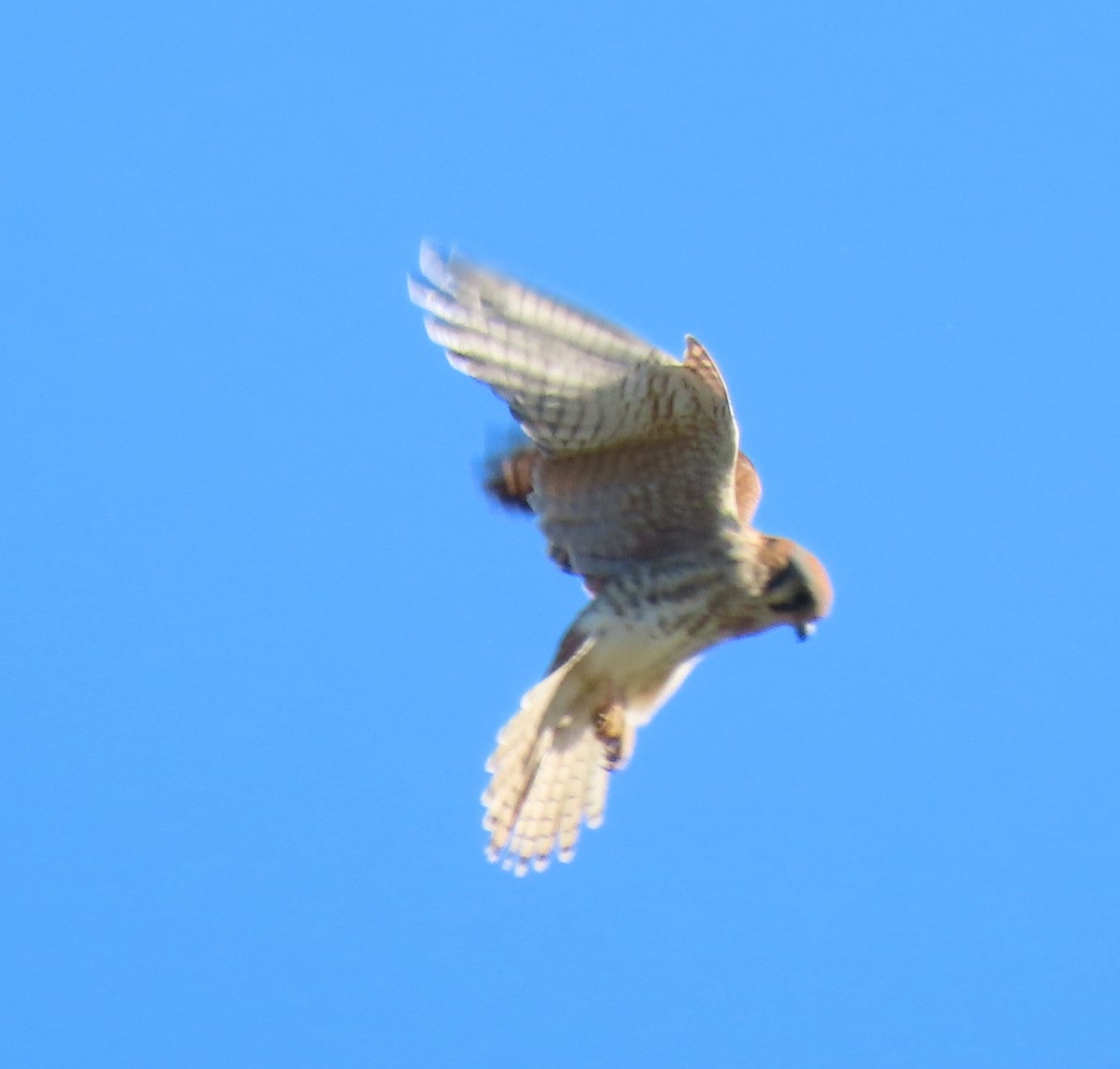 American Kestrel - ML646423476
