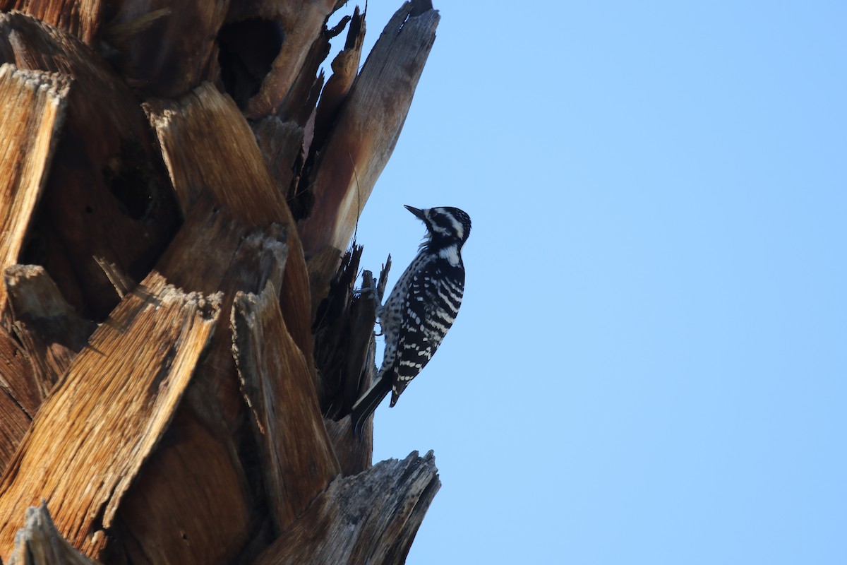 Калифорнийский дятел - ML646423478