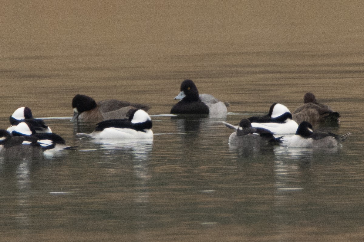 Lesser Scaup - ML646423479