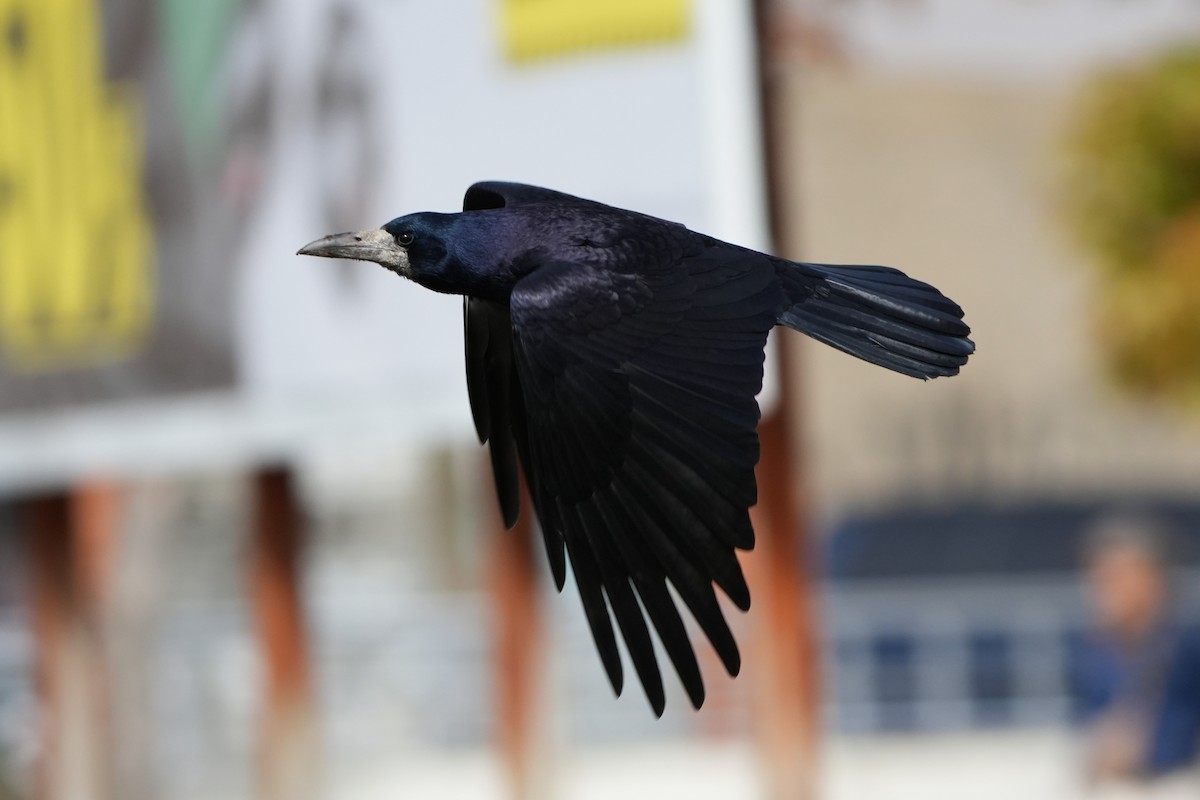 havran polní - ML646423481