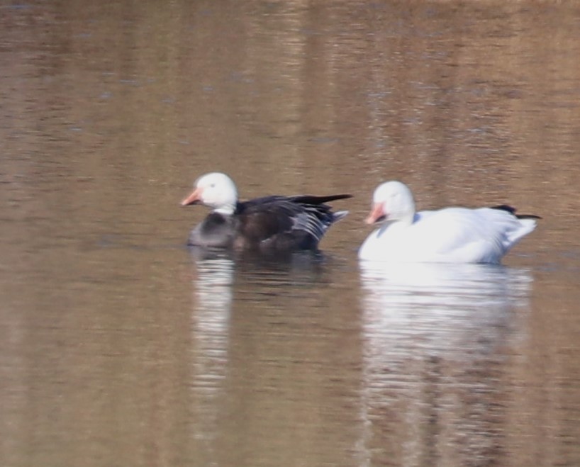 Snow Goose - ML646423482