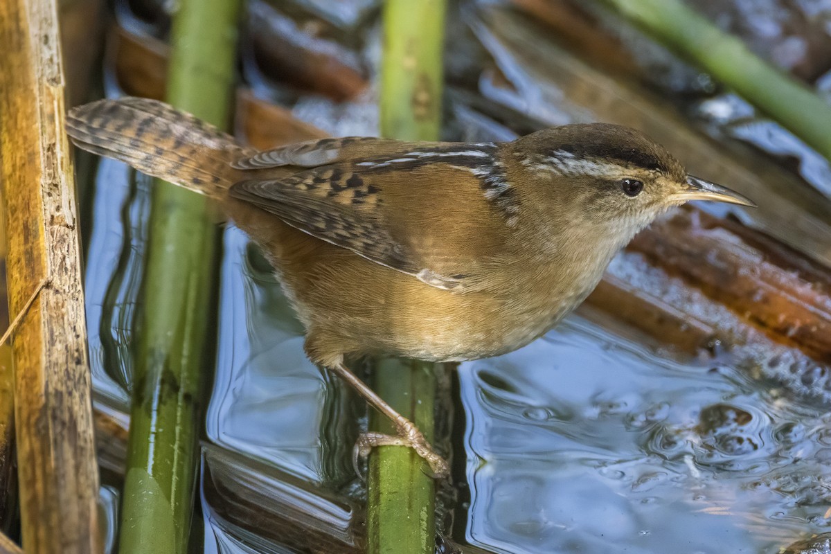 Marsh Wren - ML646423484