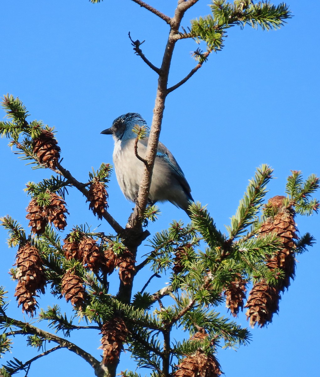 California Scrub-Jay - ML646423485