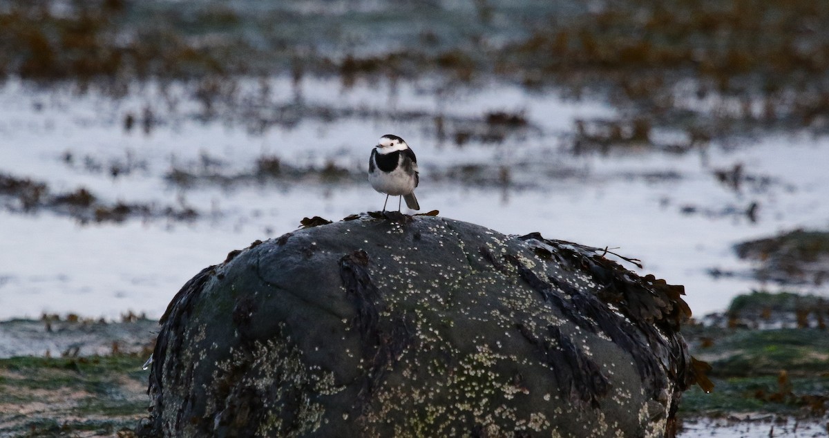 נחליאלי לבן - ML646423487