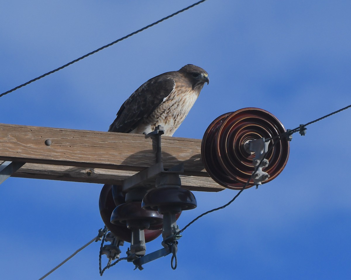 Red-tailed Hawk - ML646423488