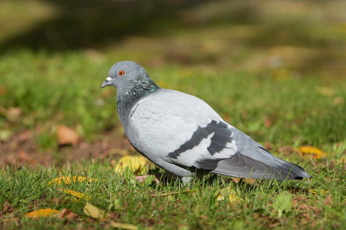 יונת בית - ML646423489