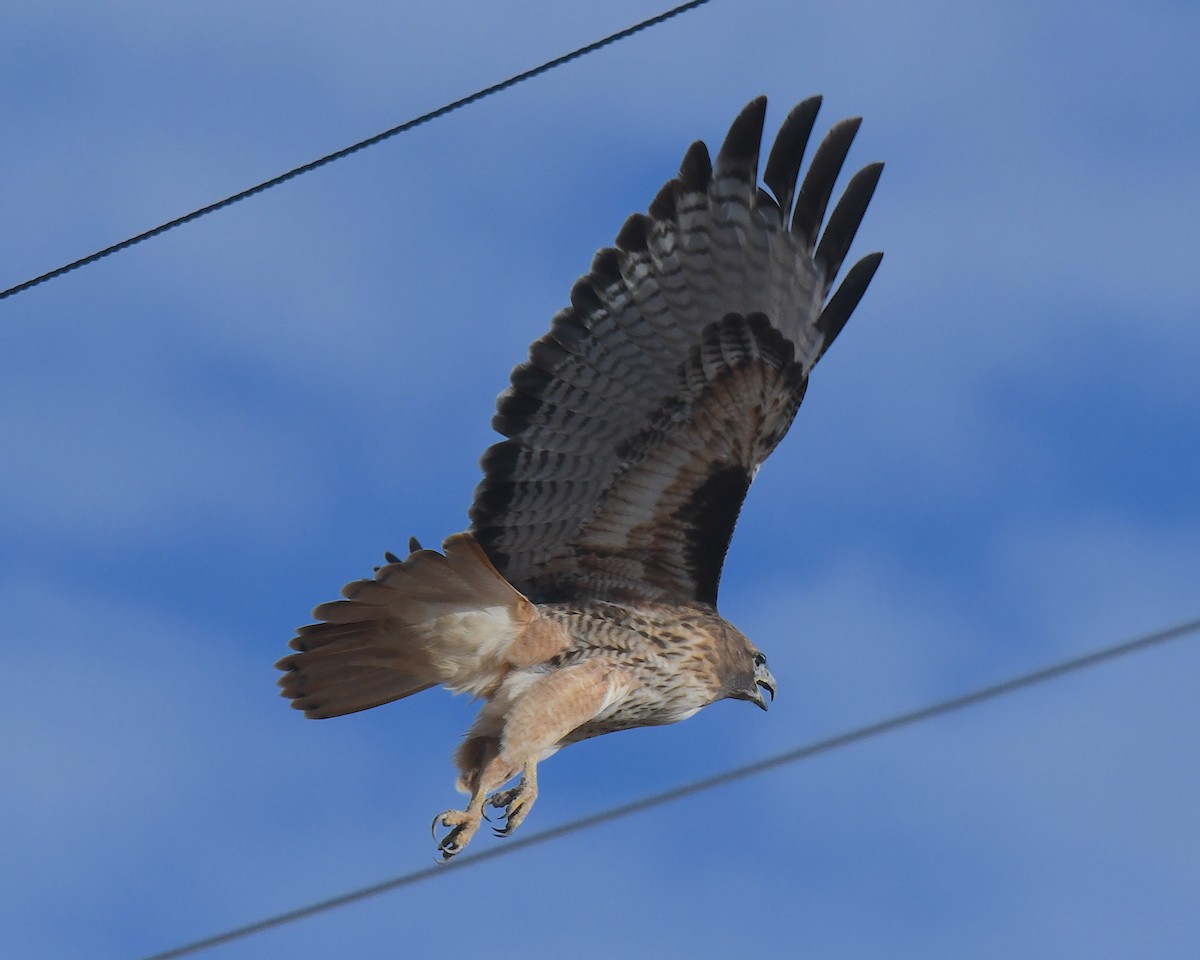 Red-tailed Hawk - ML646423490