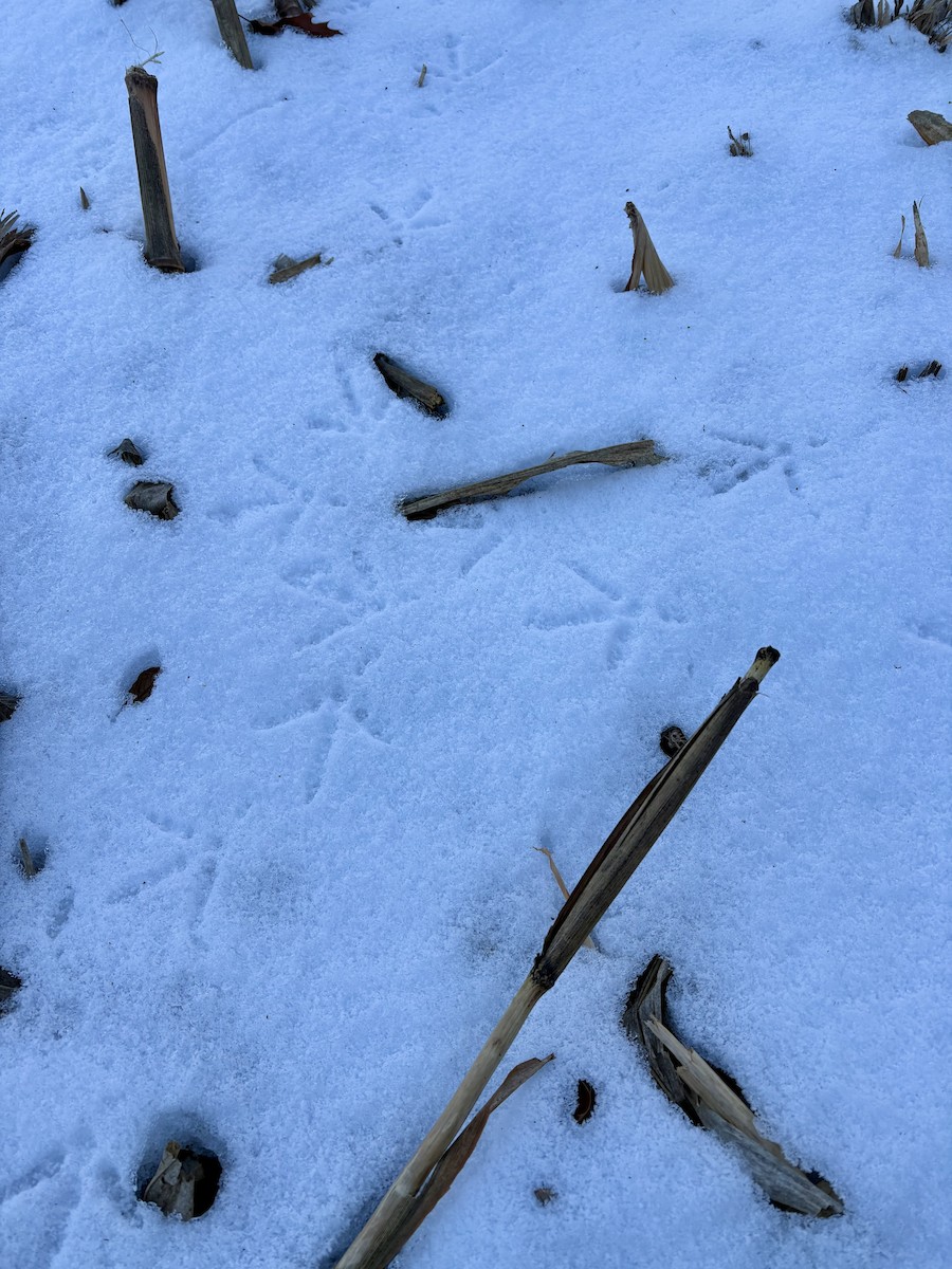 הודן בר - ML646423491