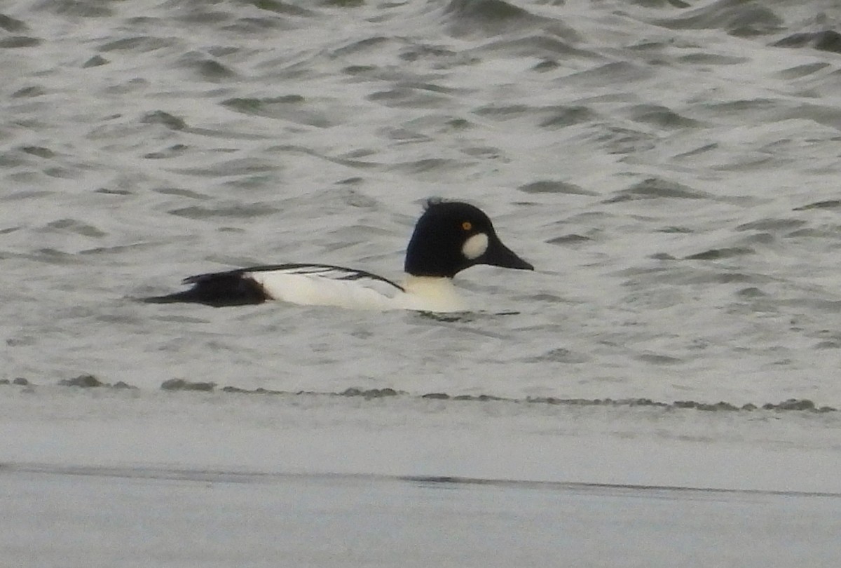 עבראש ירוק - ML646423492