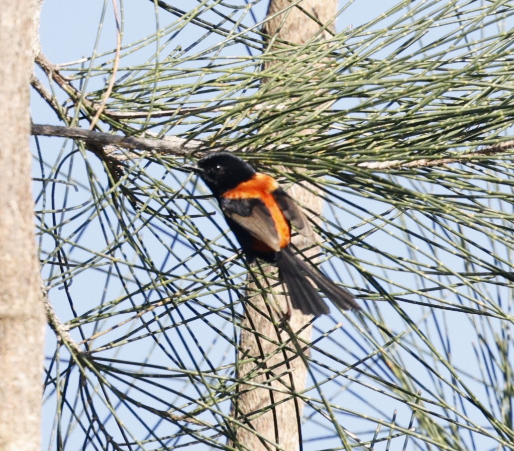 Red-backed Fairywren - ML646423493