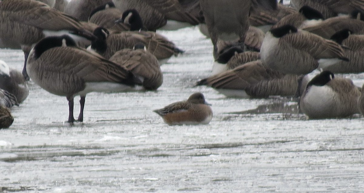 ברווז אמריקני - ML646423494