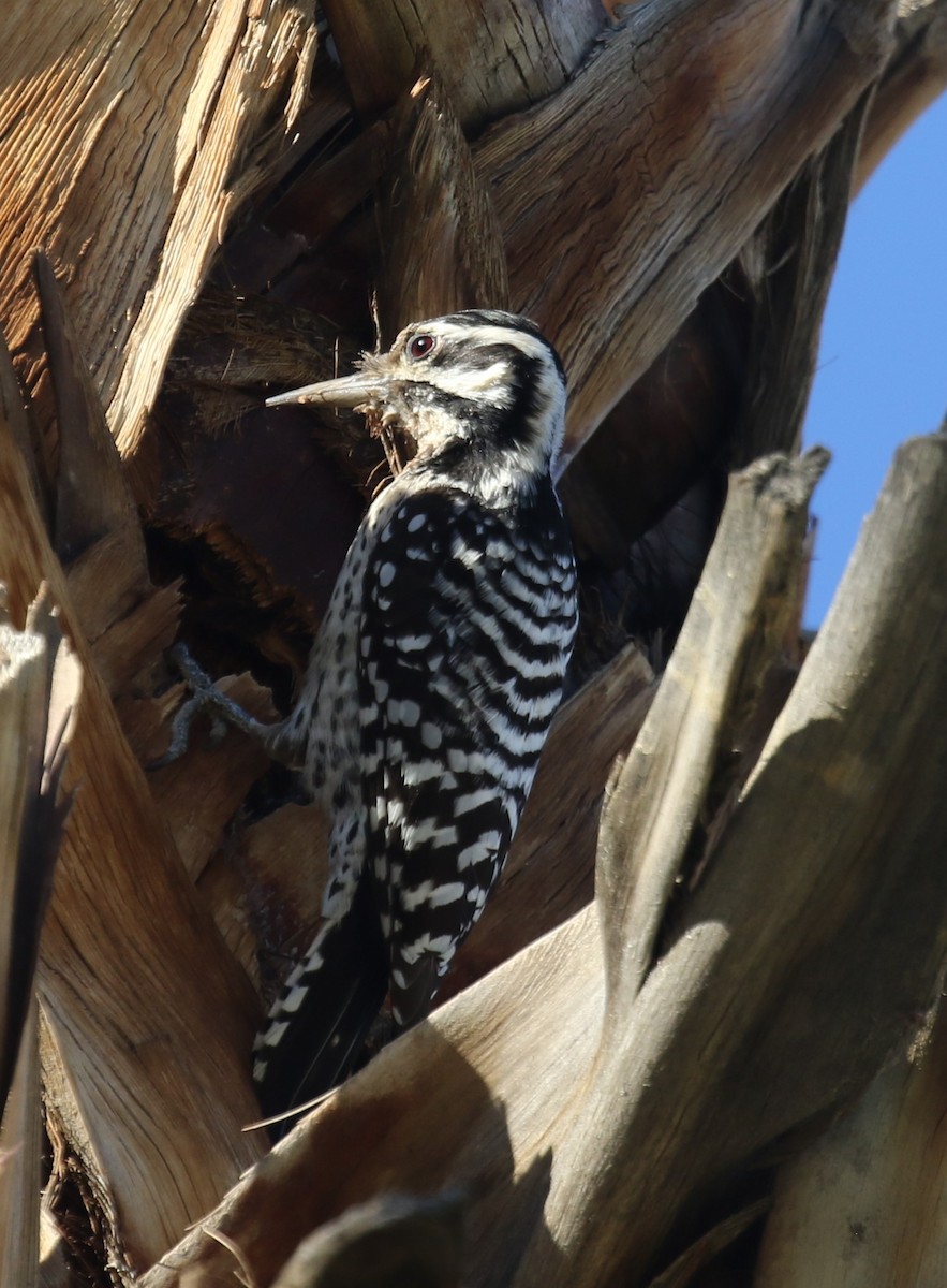 Ladder-backed Woodpecker - ML646423495