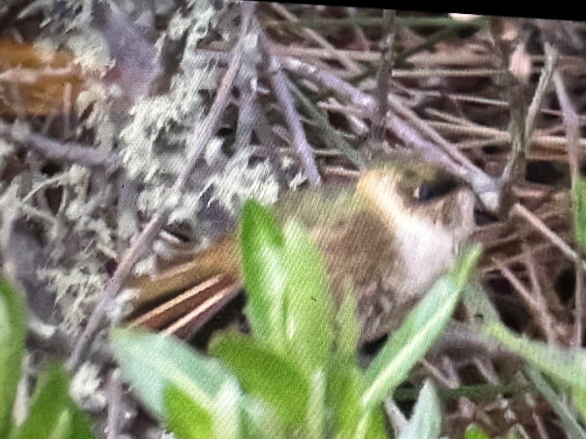 Buffy Helmetcrest - ML646423496