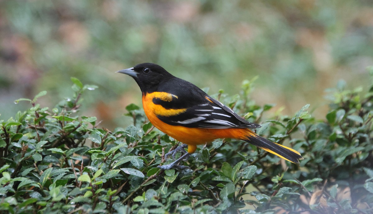 פזאי צפוני - ML646423498