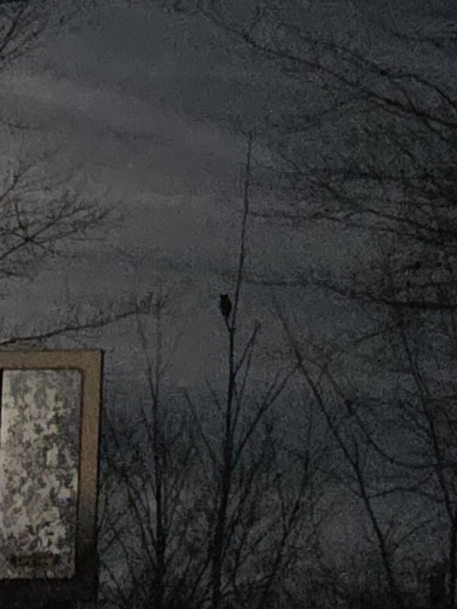 Great Horned Owl - ML646423499