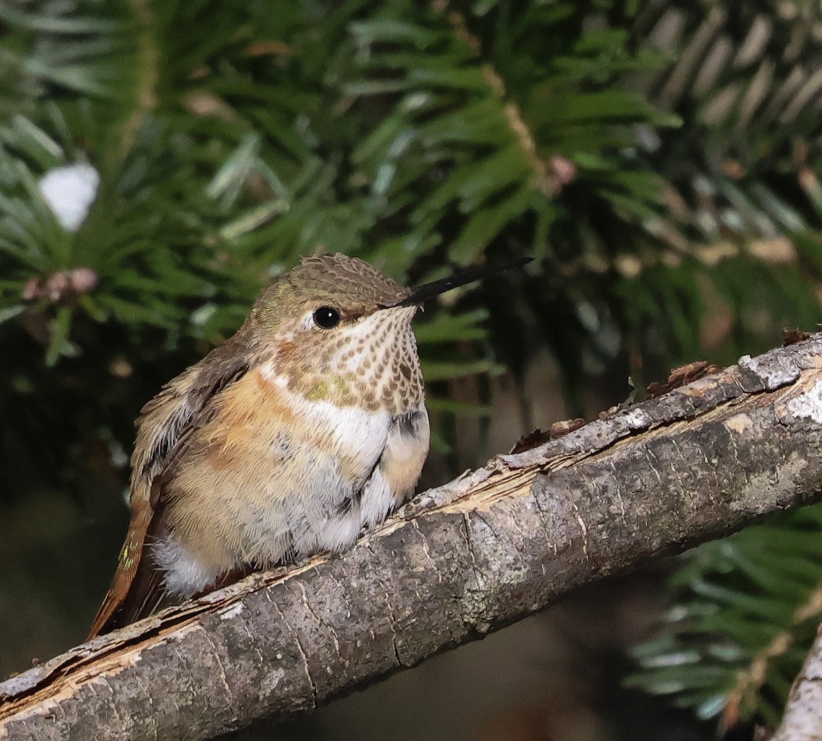 Rufous Hummingbird - ML646423500