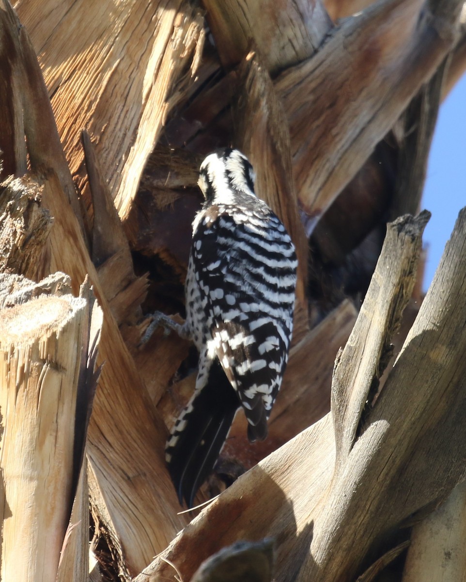 Ladder-backed Woodpecker - ML646423501