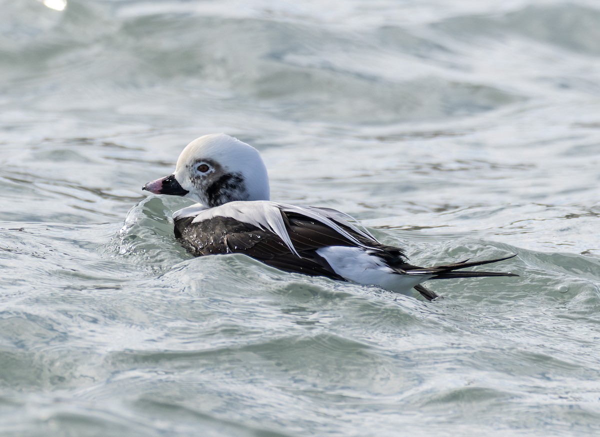 ברווז קרח - ML646423502