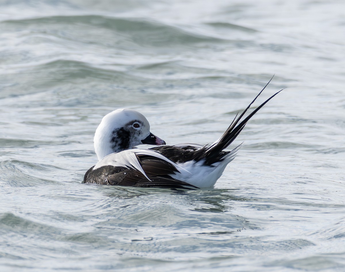 ברווז קרח - ML646423503