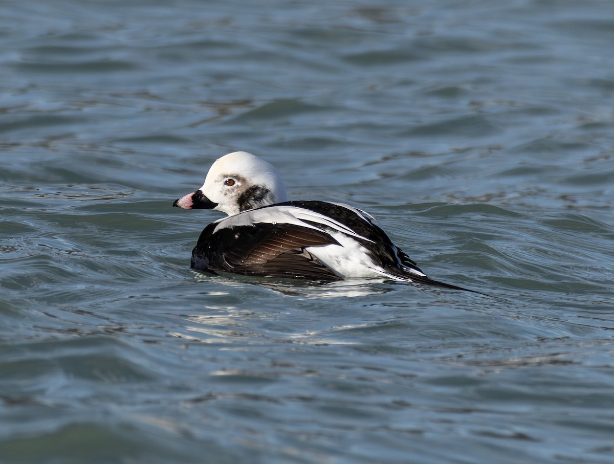 ברווז קרח - ML646423504