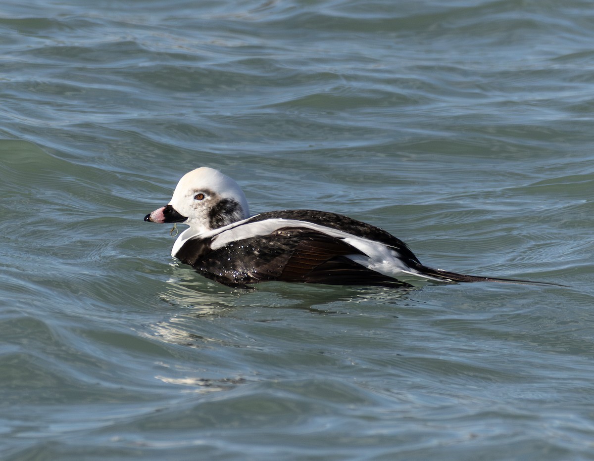 ברווז קרח - ML646423505