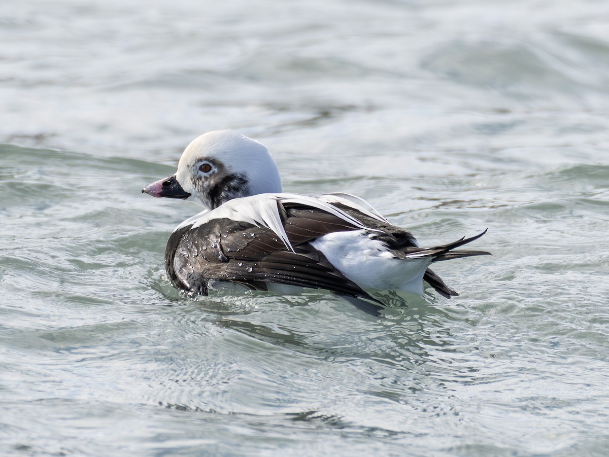ברווז קרח - ML646423506