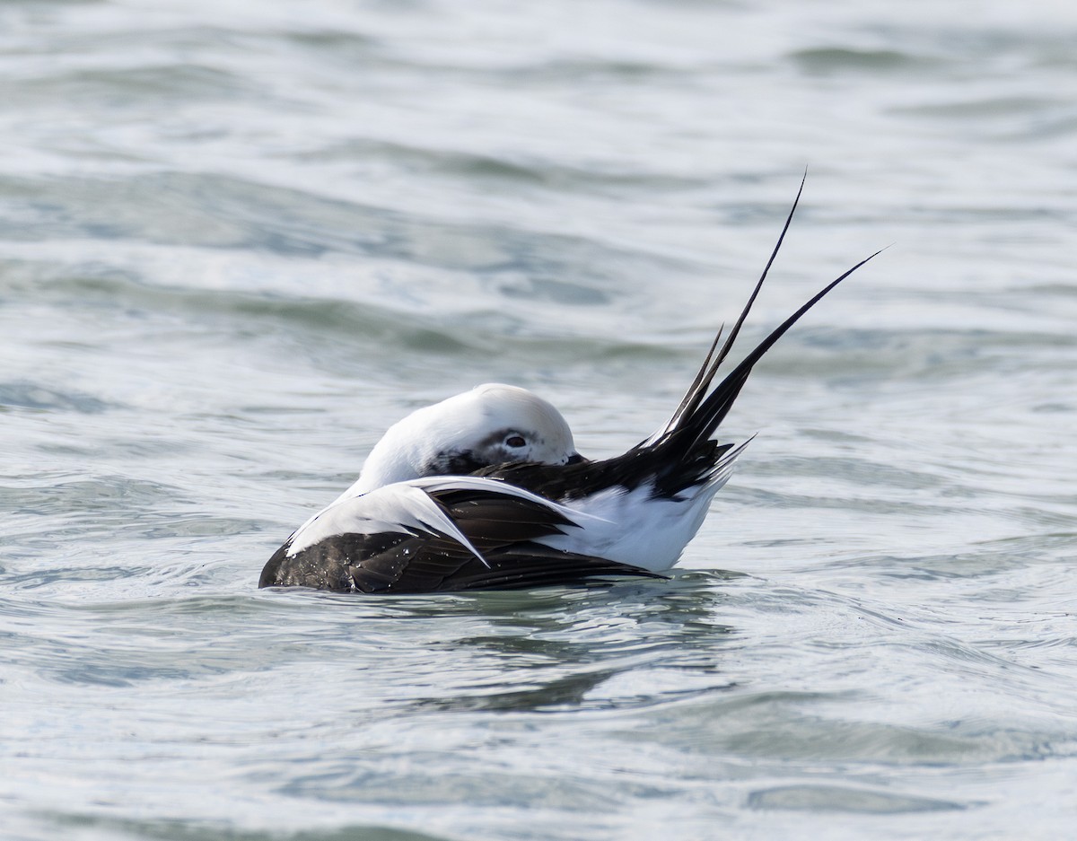 ברווז קרח - ML646423507