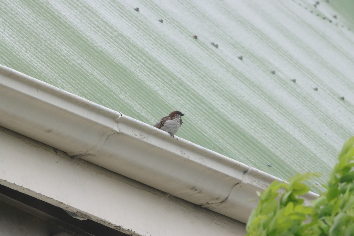 House Sparrow - ML646423508