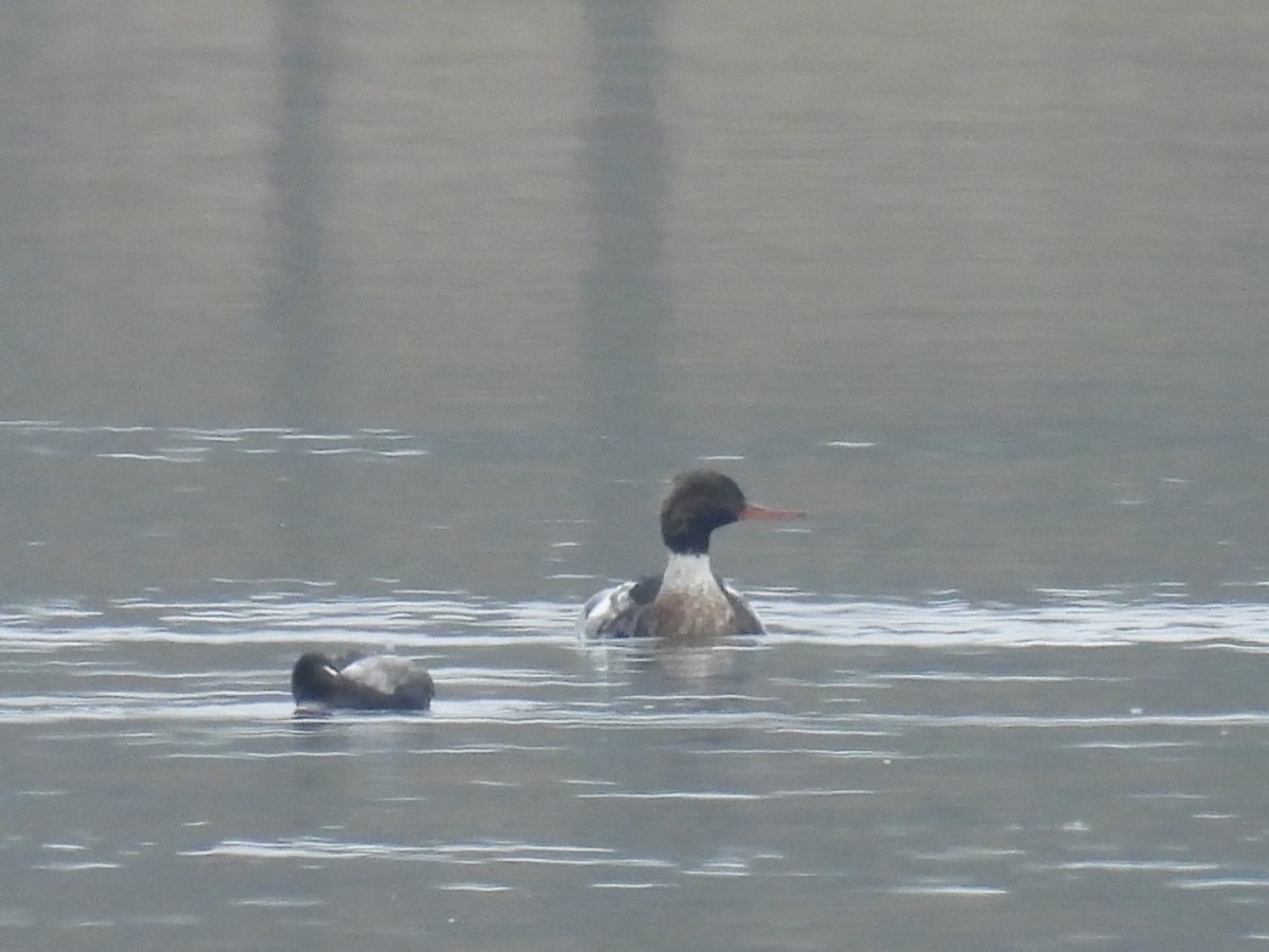 Red-breasted Merganser - ML646423510