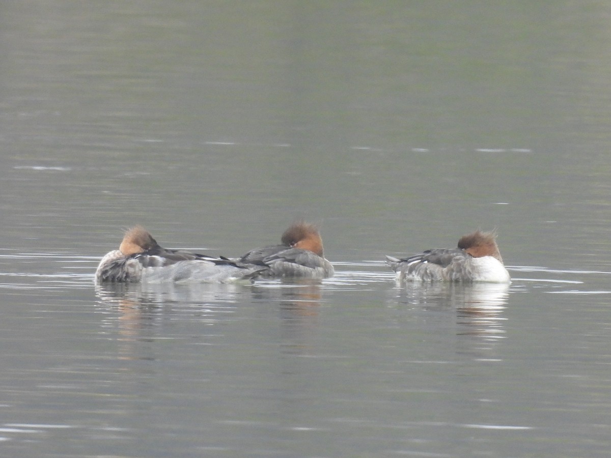 Red-breasted Merganser - ML646423511