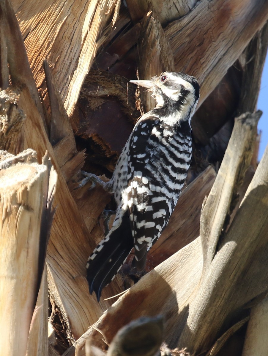 Texasspecht - ML646423512