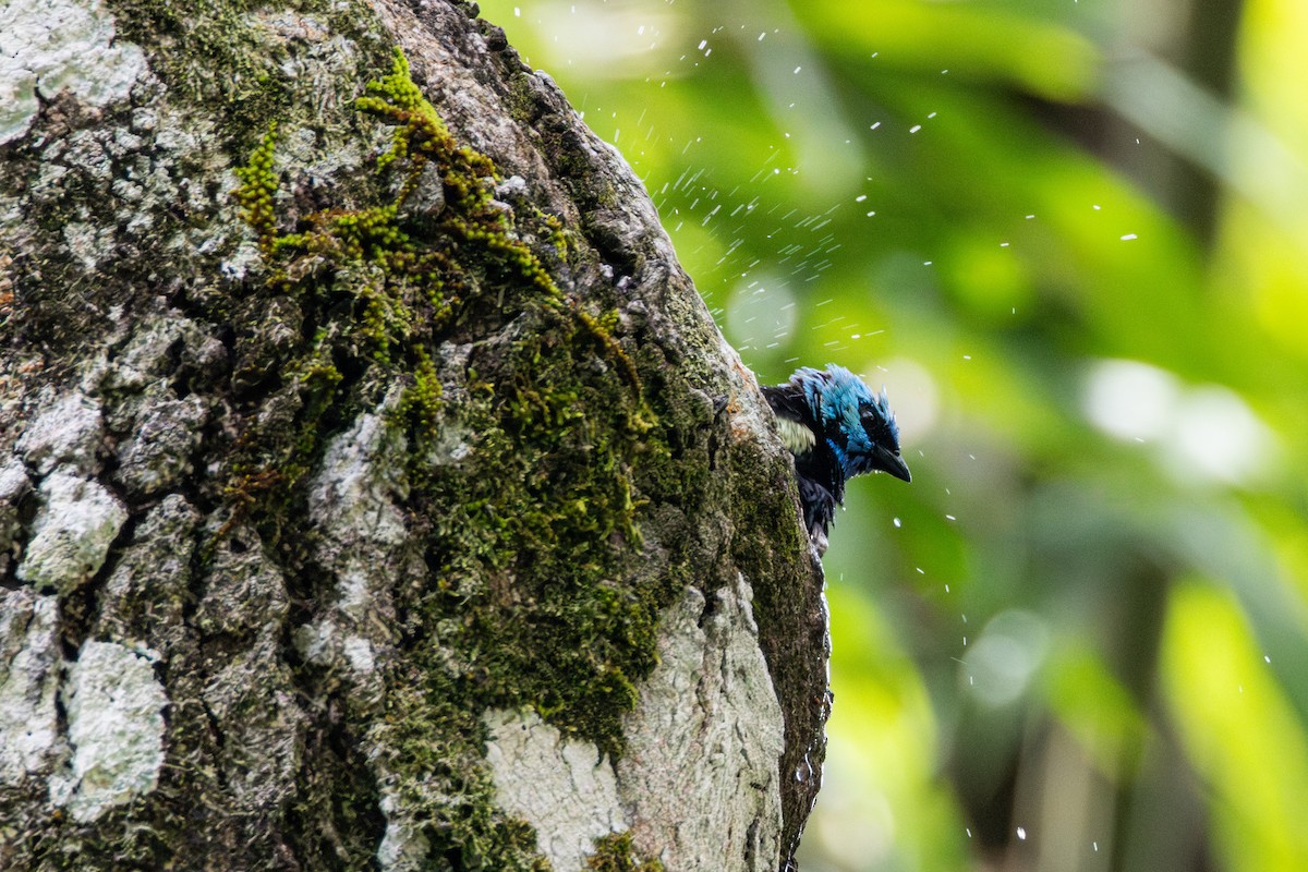 Blue-necked Tanager - ML646423513