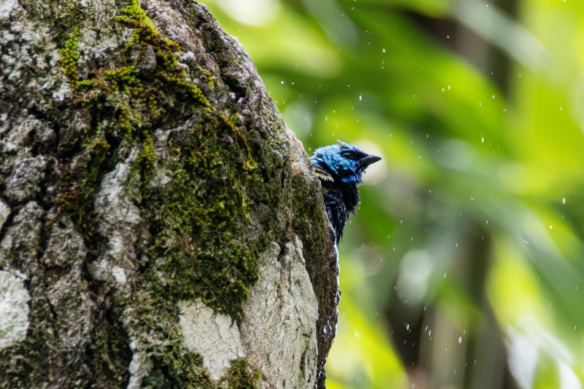 Blue-necked Tanager - ML646423514