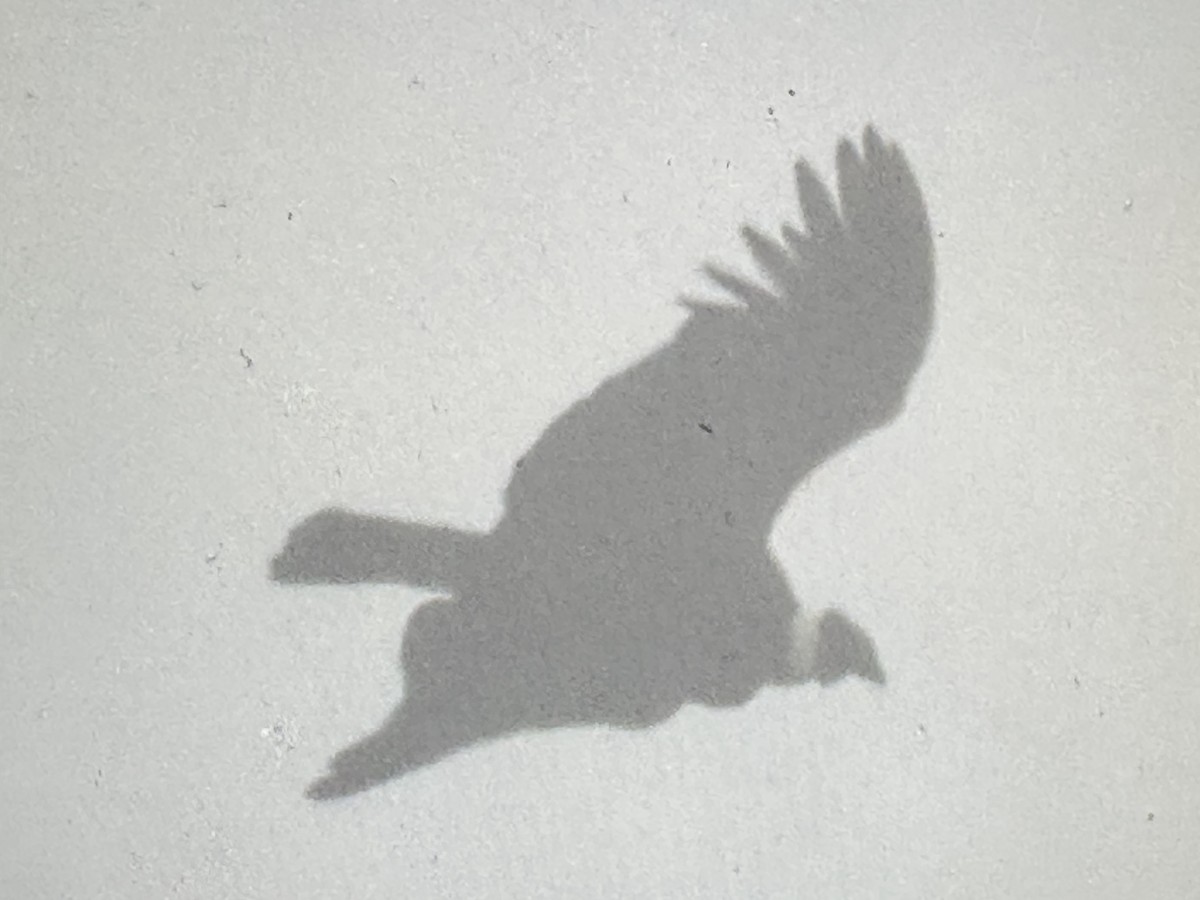 kondor andský - ML646423515