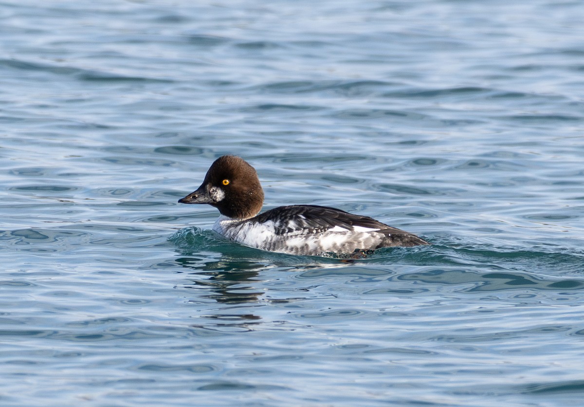 Common Goldeneye - ML646423516