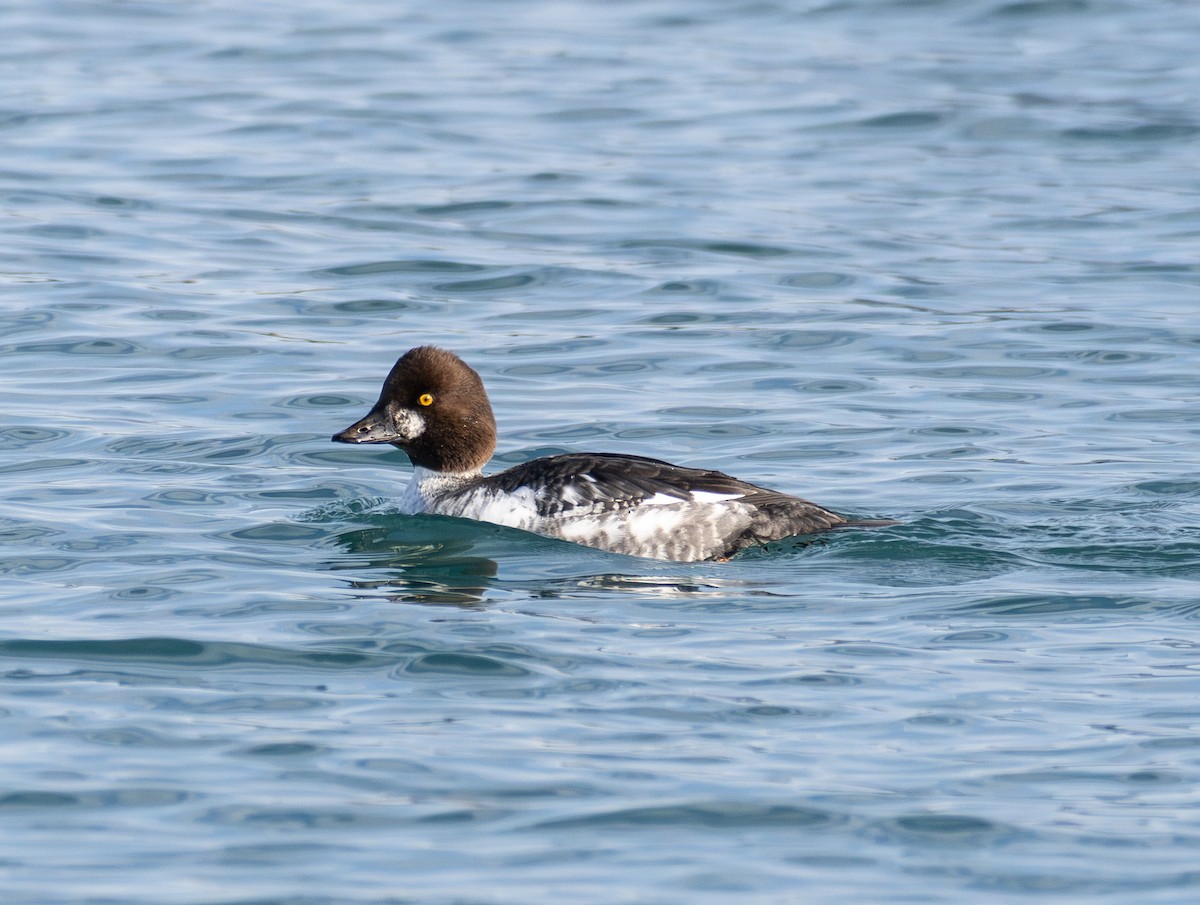Common Goldeneye - ML646423517