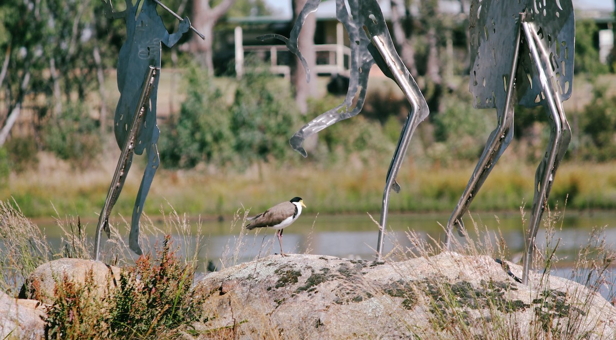 čejka australská - ML646423518