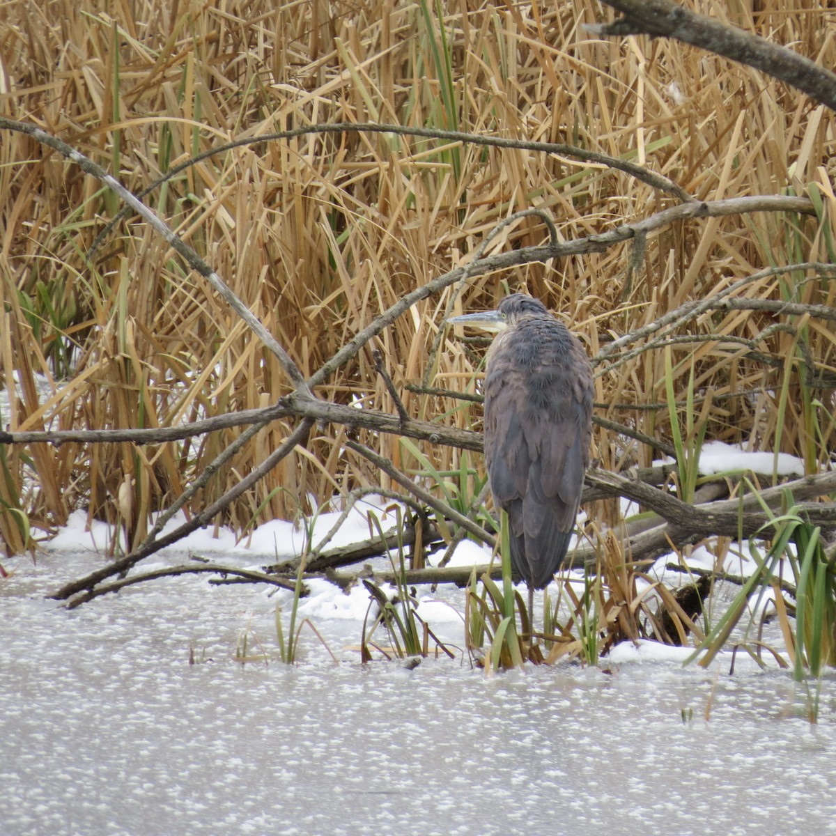 Grand Héron - ML646423519