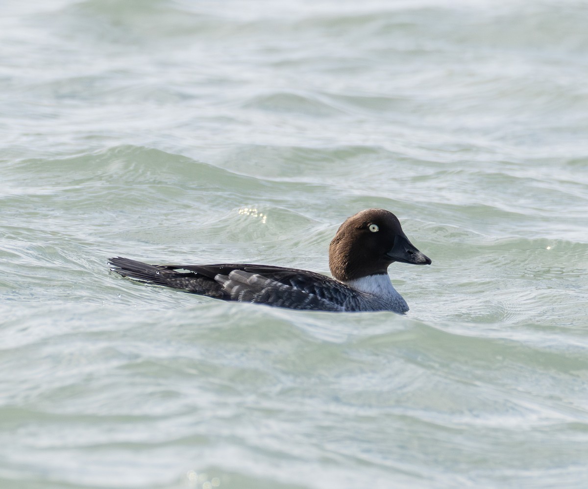 Common Goldeneye - ML646423523