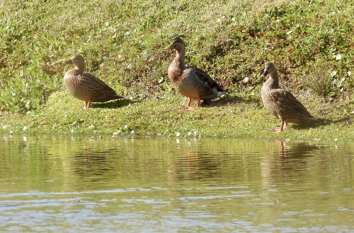 マダラガモ - ML646423524