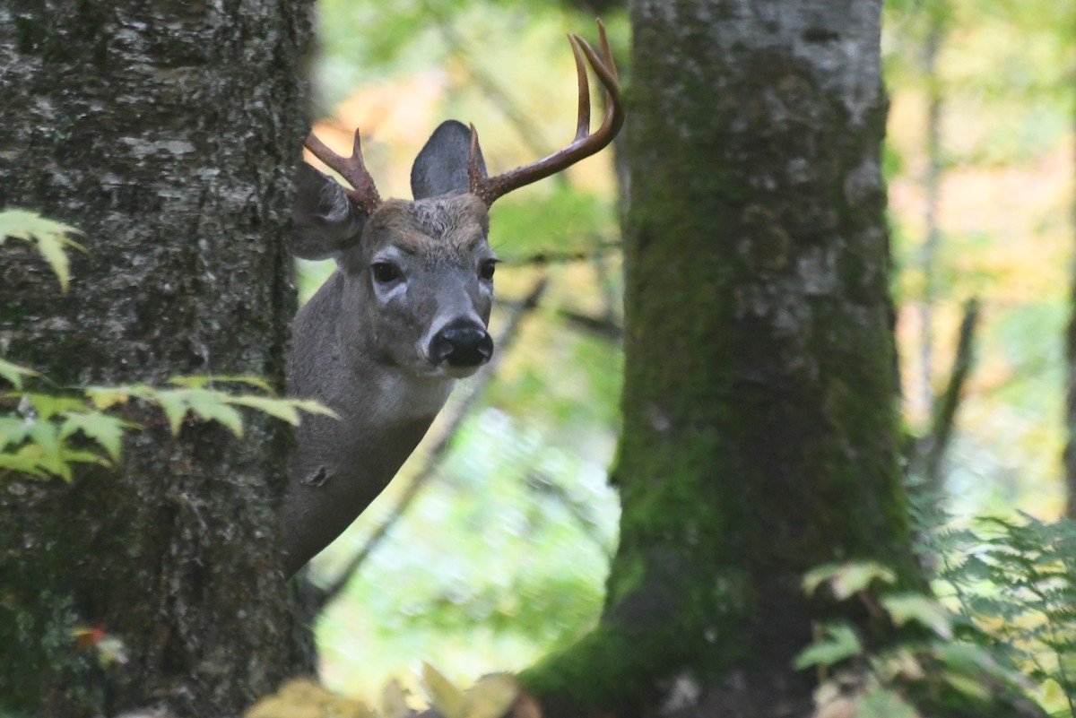 Animals - ML646423525