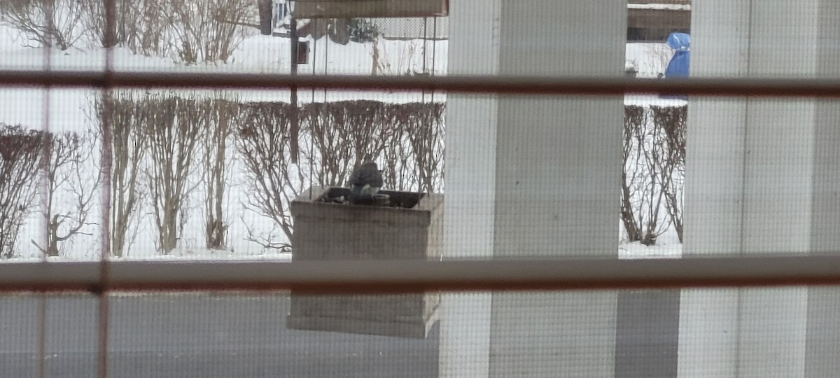 Dark-eyed Junco - ML646423526