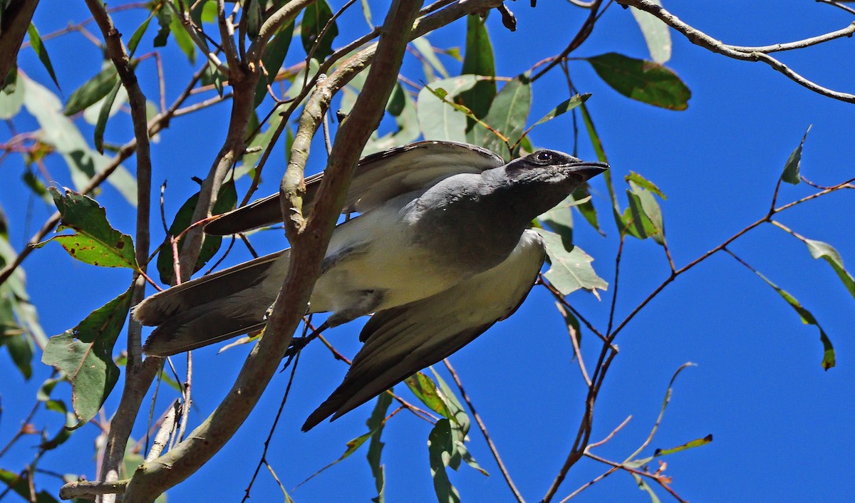 Black-faced Cuckooshrike - ML646423528