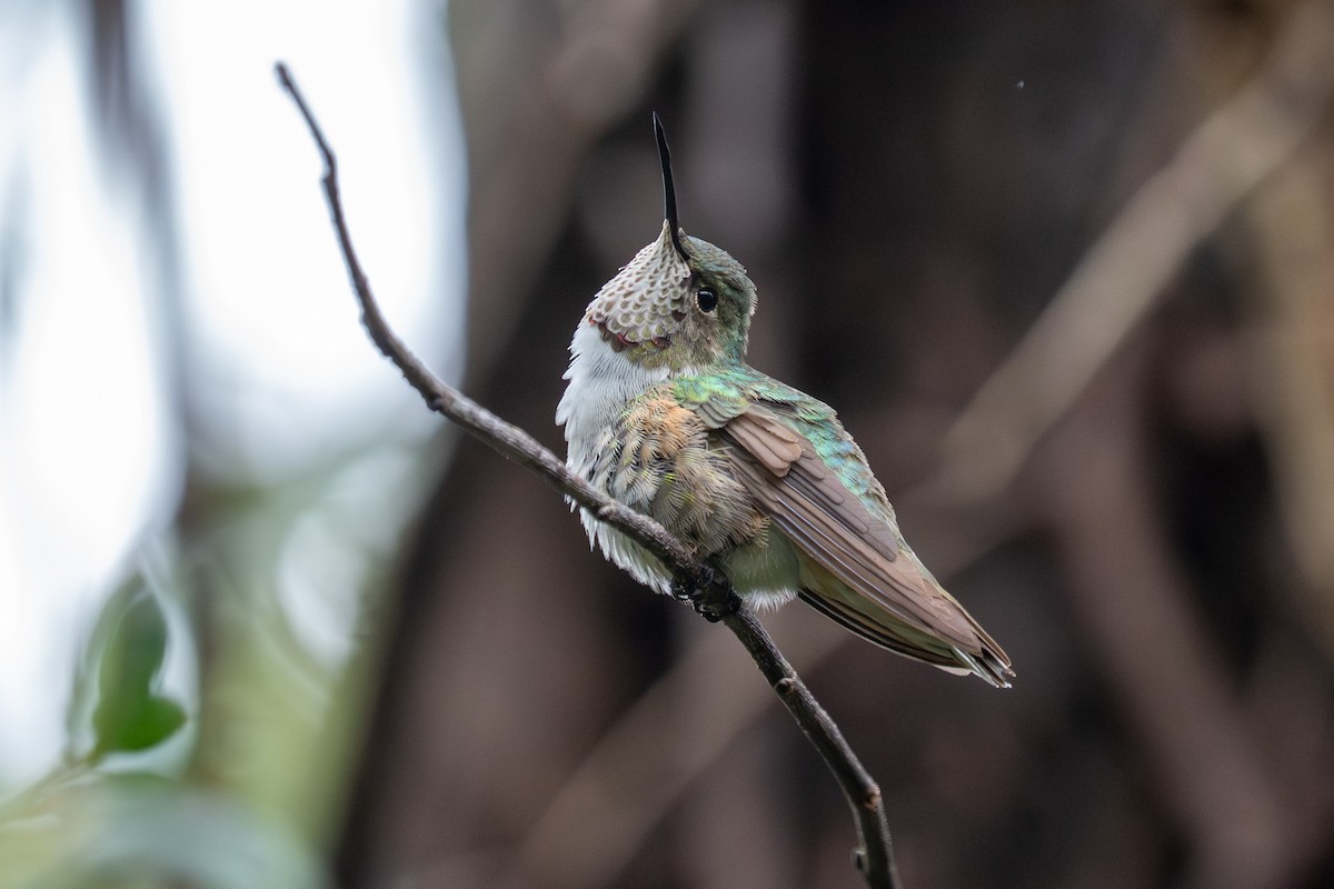 kalypta širokoocasá - ML646423530