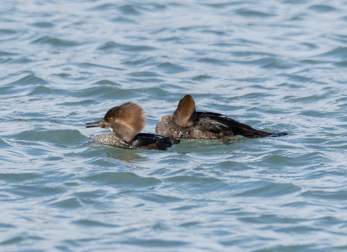 Hooded Merganser - ML646423531